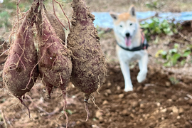 島育ち！東京都産『ちびっこさつまいも』2kg