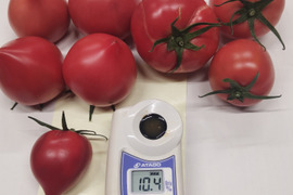 期間限定 「甘熟トマト 」 最高糖度10.4度 (1kg)