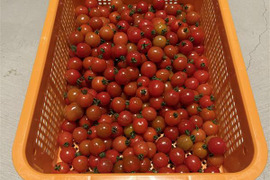 糖度8度前後｜味はそのまま
プレミアムルビー〈常温・家庭用〉訳あり 1kg
（福島県大熊町産・サンゴ砂礫農法）