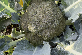 大槻農園の朝摘みブロッコリー｜標高1100mの高原育ち！鮮度バツグンのシャキシャキ食感（5〜8株入り）