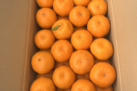 果肉たっぷり！長崎県産『ぽんかん』5kg