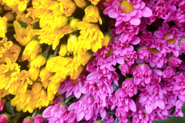 【ミックス：黄色×ピンク】心がホッコリ。お仏壇も華やかに。スプレー菊２０本をお届けします。