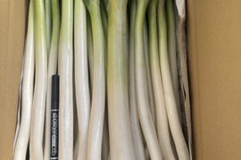 甘い長ネギ有機肥料栽培　除草剤不使用　群馬県産　40本　訳アリ