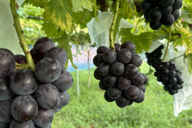 フルーツ大国和歌山からお届け！
朝採ブラックビート  約1キロ　2〜3房