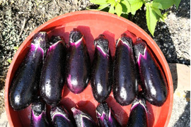 みずみずしい！「露地栽培なす」
2kg・20本前後