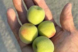 小粒南高梅約10kg(梅干しに最適)