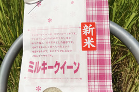 新米 令和7年産 強い粘りのミルキークイーン 一等米　5㎏