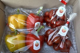 【熊本県産】完熟パプリカとミニトマト詰め合わせ！（おおよそ1.2ｋｇ前後）
