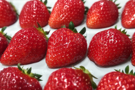 いちごグランプリ2025「総合大賞」！　コードファーム175の「ほしうらら」　15粒入りセット　450g