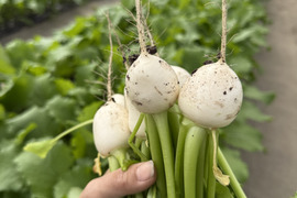 春限定｜梨みたいな甘さの安曇野サラダカブ・ラティーナ 2kg（葉付き5～８玉×2パック）