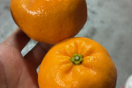 『希少品種なアオポン（仮名称）』サイズ混合