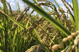 【令和7年新米】自然栽培ササシグレ玄米（静岡県産・9kg／ご家庭用）