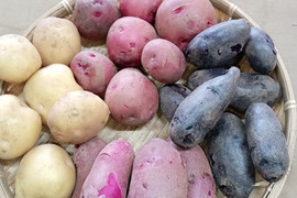 ボボママさん専用でお願いします　茨城県産☆チビじゃがいも【食べ比べセット】４種類★キタアカリ★アンデスレッド★ノーザンルビー★シャドークイーン★
合計約４kg