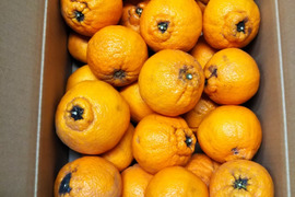 不知火　ジュ－ス・ジャム用　箱込み4.5キロ