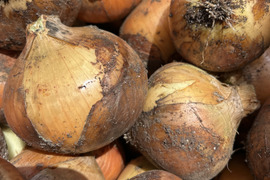 とろっとろ　玉ねぎ　１０kg