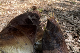 プロ管理竹林のやわらか春タケノコ（出雲産)