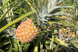 【希少】樹上完熟ピーチパイン2〜3玉🍑🍍(2kg〜)