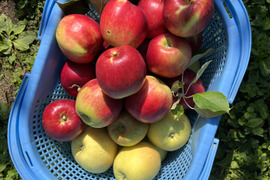 🍎お試し加工用りんご🍎美味しい顔が見たいから！りんごにこだわりたい方へ