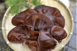 茨城県産肉厚プリプリ『生きくらげ』500g　美容/健康促進
