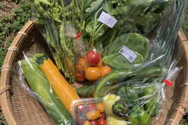 旬の野菜セット（7～9品種） 食用サボテン入り