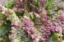 【訳あり】サニーレタス　4玉　群馬県東吾妻町産