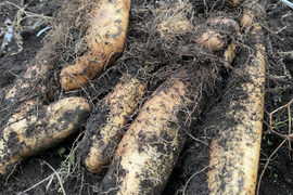 【通年完全農薬不使用栽培】掘りたて！生でトロロ汁に！
土付き自然薯＆大和芋　2kg