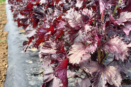 赤紫蘇600ｇ★期間限定　パチャママ農園　“天神赤しそ”　梅干し作りや紫蘇ジュース　梅