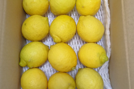 レモン　2キロ(20個程度)
