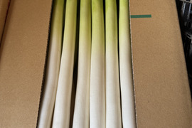 甘い長ネギ【夏扇パワー】有機肥料栽培　除草剤不使用　群馬県産　30本　2Lサイズ(2cm以上)