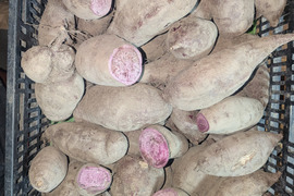 【規格外】鮮やかな紫色　紫芋　4kg以上　（あやむらさき）