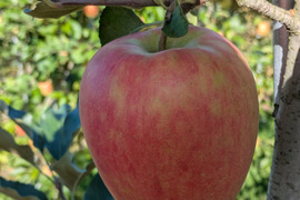 長野県小諸市産シナノドルチェ　約5.6kg