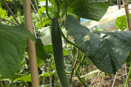 【単品】きゅうりとなすのセット🥒🍆5本ずつ☆ キュウリと茄子🥒🍆☆ きゅうりとナス☆キュウリとなすび☆採れたてをその日のうちに発送いたします☆