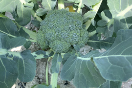 鶴岡 真紀様専用