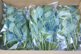 農薬・化学肥料不使用 バジル (スイートバジル)(300g)(100g×3袋)