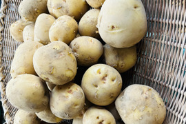 ジャガイモ　令和8年産「キタアカリ」「6Kg」[横浜市内産] 甘味の感じれるジャガイモです。