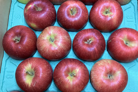 青森県産りんご 「シナノスイート」 家庭用 キズ有 約10kg(5kg×2箱)【人気・光センサー選果】