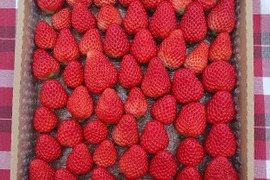 【静岡県産いちご】紅ほっぺ　バラ詰め１ｋｇ（形・大きさ不揃いです）