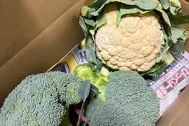【訳あり】京都府産　甘～い♪山城のブロッコリー2株・カリフラワー1株セット