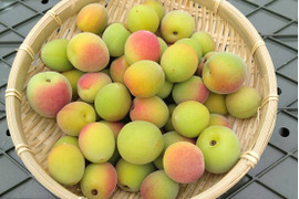 【送料500円引き】和歌山県産（梅干し向け）小粒南高梅 5kg（箱込み）