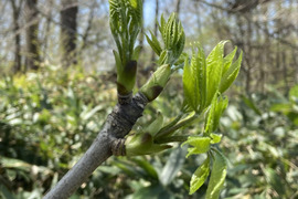 【限定　うみ様専用】山菜の女王様👑コシアブラ　雫石町産　天然こしあぶら　１００ｇ