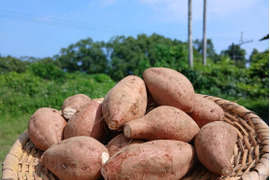 【本場・種子島安納地区産】食べやすい小ぶり安納芋 2kg