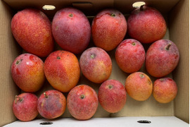 【出荷中】数量限定　家庭用ミニマンゴー　1.3kg
