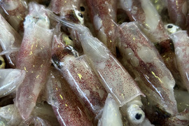 愛知県日間賀島産幻のイカ1kg【小ヤリイカ】朝採れ刺身ok~期間限定で出荷~❗️