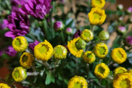 [季節の切花]小菊混合(赤色、黄色)10本