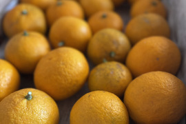 夏みかん　「昔ながらの爽やかで酸っぱい柑橘」5kg
