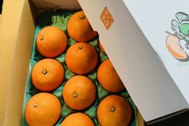 プルプル！ジューシー！まどんな(贈答用　約3キロ)