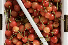 先行予約❗️🍒さくらんぼ佐藤錦🍒訳あり加工用　1キロバラ詰め
