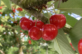 山形のさくらんぼ　ご家庭用「紅秀峰」500g