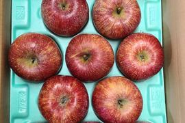 今年の出来は大粒　桃農家のりんご （サンふじ）５ｋｇ（１6個位）サクッとジューシー　最高の出来栄えです