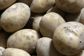【農薬・化学肥料不使用栽培】2025年・青森県産 十勝こがね3ｋｇ